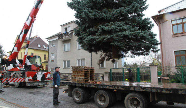Hledá se adept na letošní vánoční strom. Víte o nějakém? Dejte vědět skrze formulář v článku!