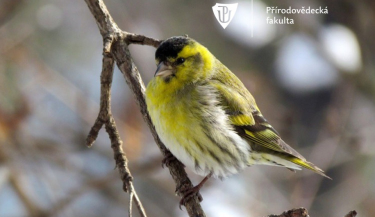 Pevnost poznání a přírodovědecká fakulta se zapojí do Evropského ptačího festivalu