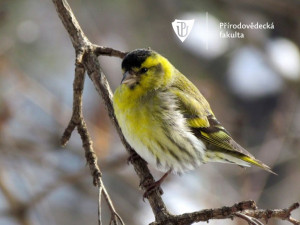 Pevnost poznání a přírodovědecká fakulta se zapojí do Evropského ptačího festivalu