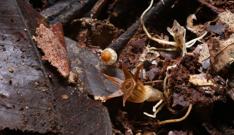 Olomoučtí vědci objevili na Borneu nový druh rostliny
