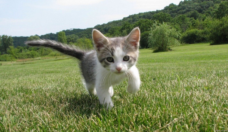 Hledáme páníčka #27: Podívejte se na nejnovější přírůstky v olomouckých útulcích