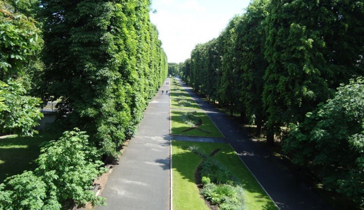 Na podzim začne obnova Rudolfovy aleje. Strom si můžou zasadit i zájemci z řad veřejnosti