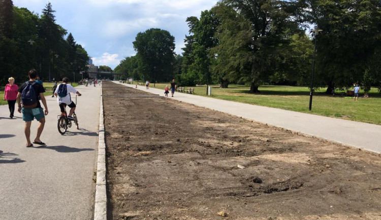 V sobotu dobrovolníci v Rudolfově aleji vysází stovku lip