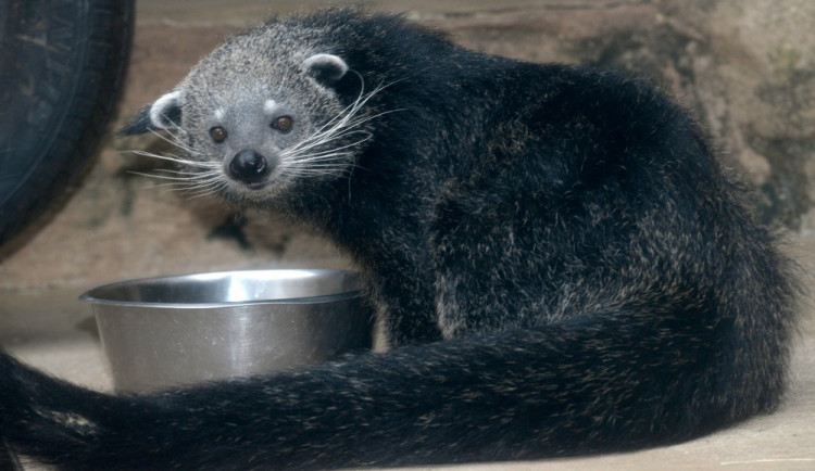 Dorotka, mládě binturongů z olomoucké zoo, už má nový domov – Zoo Tregomeur ve Francii