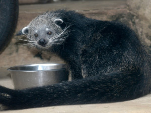 Dorotka, mládě binturongů z olomoucké zoo, už má nový domov – Zoo Tregomeur ve Francii
