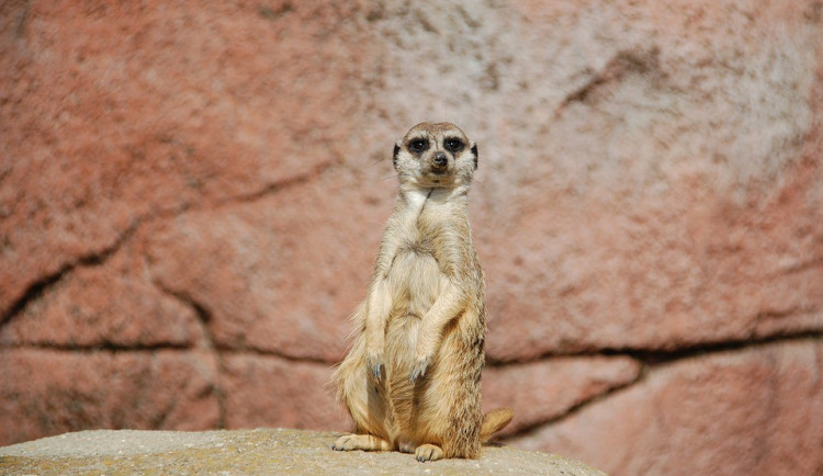 Olomoucká zoo bude mít nový africký pavilon Kalahari, nabídne surikaty nebo medojedy