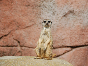 Olomoucká zoo bude mít nový africký pavilon Kalahari, nabídne surikaty nebo medojedy