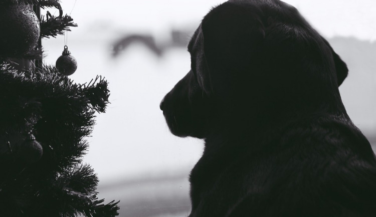 Policie radí: Jak přečkat doma se psem silvestrovskou noc?