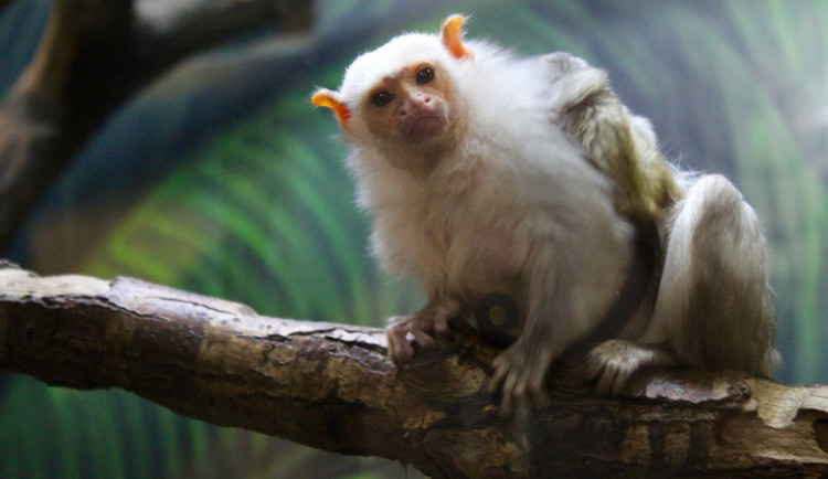 Vánoce v zoo: nadílku dostanou zvířata i návštěvníci. Spustí se také nový web