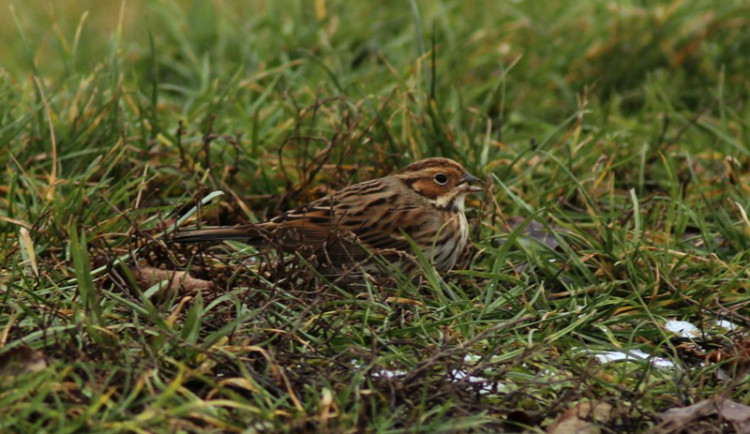 Ornitologové z celého Česka se sjíždějí na Přerovsko, zatoulal se tam vzácný strnad malinký