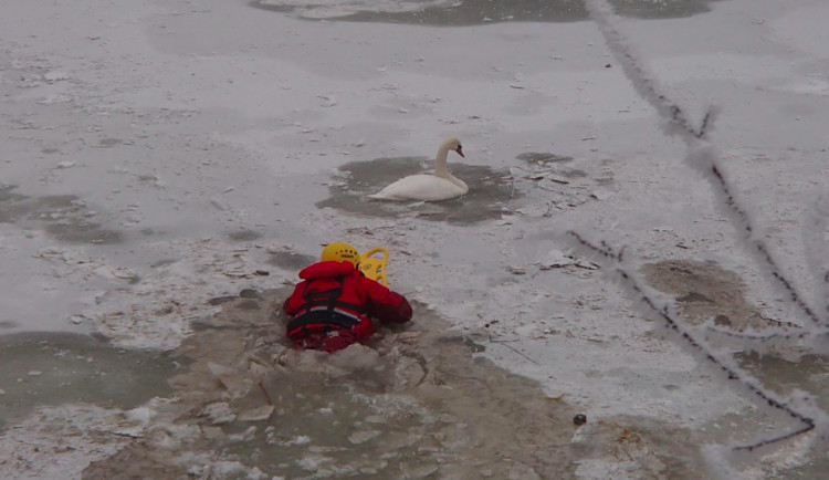 Lidé volají hasiče k případům zamrzlých labutí na vodě. Většinou se hasič namočí zbytečně