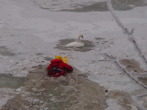 Lidé volají hasiče k případům zamrzlých labutí na vodě. Většinou se hasič namočí zbytečně