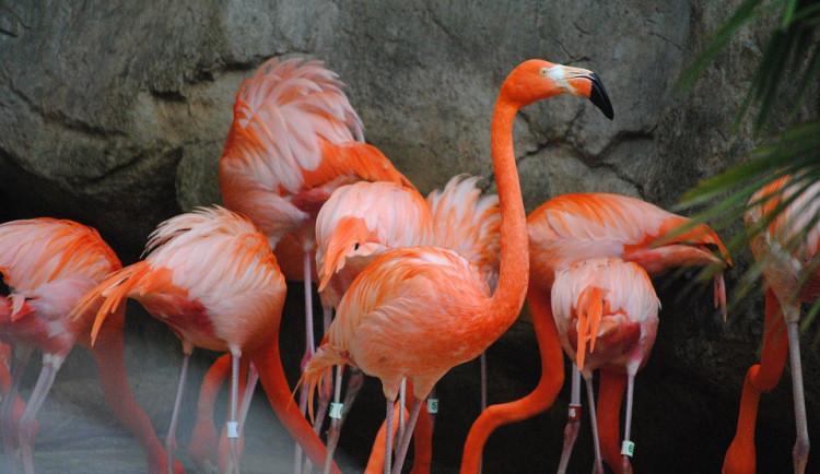 Olomoucká zoo reaguje na výskyt ptačí chřipky, ptactvo přemístila do uzavřených prostor