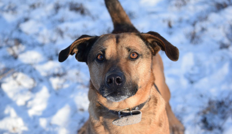 Hledáme páníčka #40: Podívejte se na nejnovější přírůstky v olomouckých útulcích
