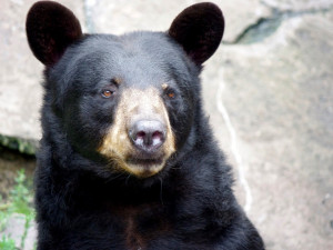 V olomoucké zoo se narodili medvídci baribalové. Zatím se neví, kolik jich přesně je