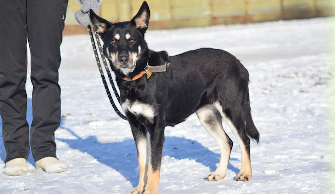 Hledáme páníčka #41: Podívejte se na nejnovější přírůstky v olomouckých útulcích