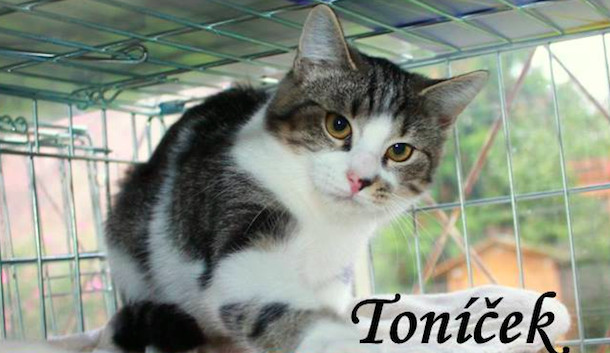 Hledáme páníčka #42: Podívejte se na nejnovější přírůstky v olomouckých útulcích