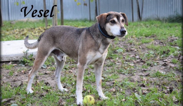 Vesel