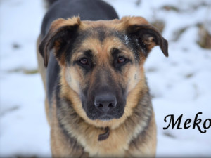 Hledáme páníčka #44: Podívejte se na nejnovější přírůstky v olomouckých útulcích