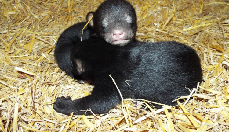 V olomoucké zoo se narodila dvě mláďata baribalů