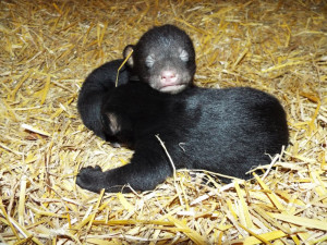 V olomoucké zoo se narodila dvě mláďata baribalů