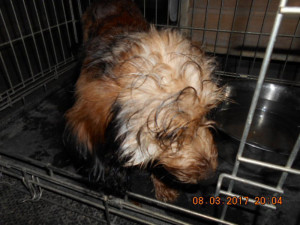 Žena našla v kontejneru na odpadky pohozeného psa