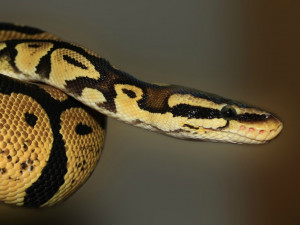 Hadí víkend v Pevnosti poznání nabídne užovky i exotické hady