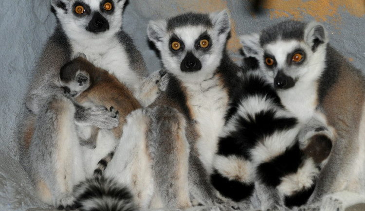 FOTO: Novinky ze Zoo – u vstupu do zahrady vítají návštěvníky mláďata lemurů, do Dánska odjela tygřice