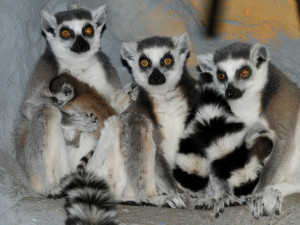 FOTO: Novinky ze Zoo – u vstupu do zahrady vítají návštěvníky mláďata lemurů, do Dánska odjela tygřice