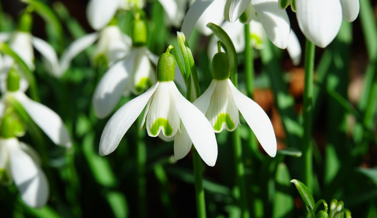 Dnes začíná astronomické jaro, den se začne prodlužovat