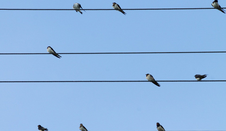 Vlaštovky už jsou zpět, ornitologové potvrzují i návrat čápů