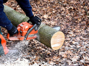 Dělníka zavalil při práci v lese strom, na následky svých zranění zemřel