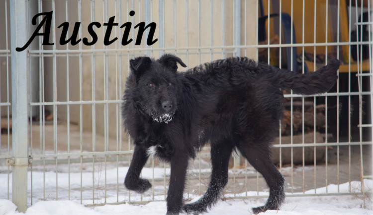 Hledáme páníčka #50: Podívejte se na nejnovější přírůstky v olomouckých útulcích