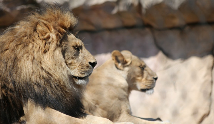 Vlastivědné muzeum otevřelo nejodvážnější výstavu v historii. O intimním životě zvířat