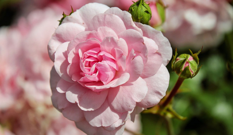 Radnice letos plánuje vyzdobit Horní náměstí květinami. Pokud to projde přes památkáře