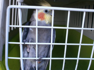 Olomoučtí strážníci o víkendu odchytávali papouška i netopýra
