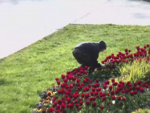 VIDEO: Trojice si natrhala čtyřicet tulipánů z Rudolfové aleje ve Smetanových sadech