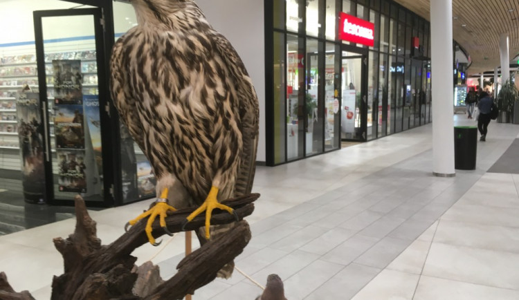 V Šantovce se to hemží lesními zvířaty. Potkat můžete jelena, zajíce i divoké prase