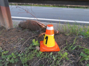 Kamion na dálnici srazil srnce, ten srážku nepřežil