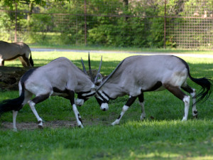 FOTOGALERIE: Oryxi jihoameričtí byli opět vypuštěni do venkovního afrického výběhu