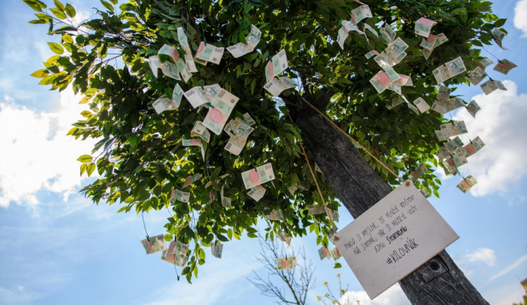 Na Horním náměstí stál strom, na kterém rostly stokoruny
