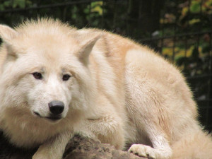 V olomoucké zoo se chystá safari s bílými vlky