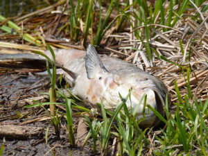 V Moravě uhynulo naráz několik tisíc ryb. Odborníci nyní zkoumají, co ryby zabilo