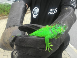 Leguán se snažil utéct z domu a lezl po fasádě. Policisté ho odchytli a následně předali majitelce