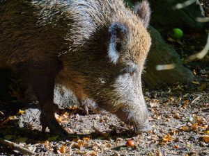 Řidiči skútru do cesty vběhli dva divočáci. Prvnímu stačil uhnout , druhému už ne