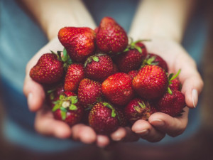 Samosběr jahod láká, ministerstvo ekologicky šetrné pěstitele podporuje