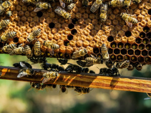 Olomoucký kraj podpoří začínající včelaře i letos. Kvůli velkému zájmu navýší částku dotace