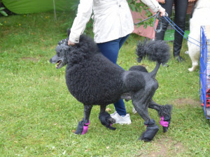 FOTOGALERIE: Na zámku v Náměšti na Hané proběhla výstava psů. Zúčastnilo se jich téměř tisíc