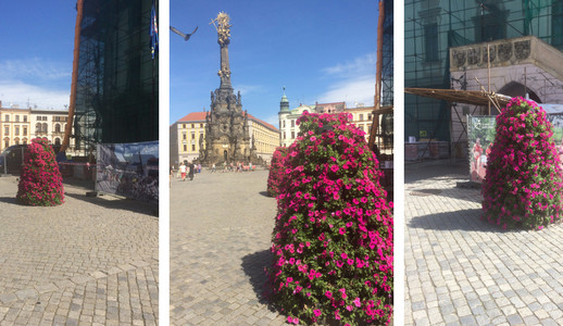 Centrum Olomouce ozdobily květinové pyramidy. Výzdoba zůstane až do podzimu