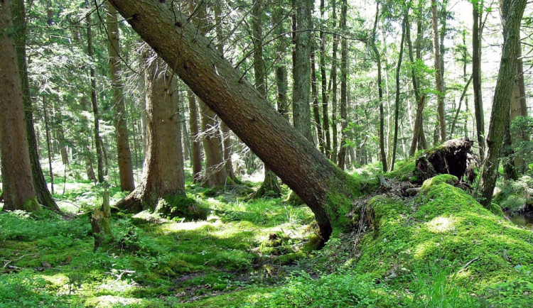 Hasiči kvůli silnému větru už druhý den odklízejí popadané stromy